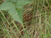Kreuzotter zwischen dichter Vegetation